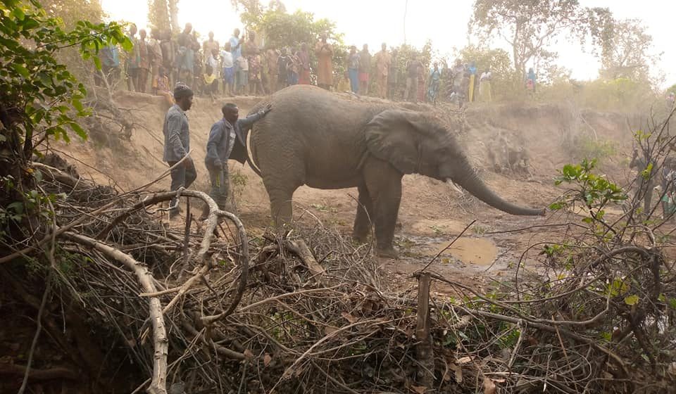 Elephant spotted by farmers in Saki, Oyo