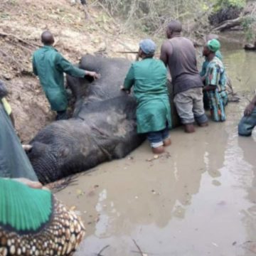 Elephant found in Oyo State dies