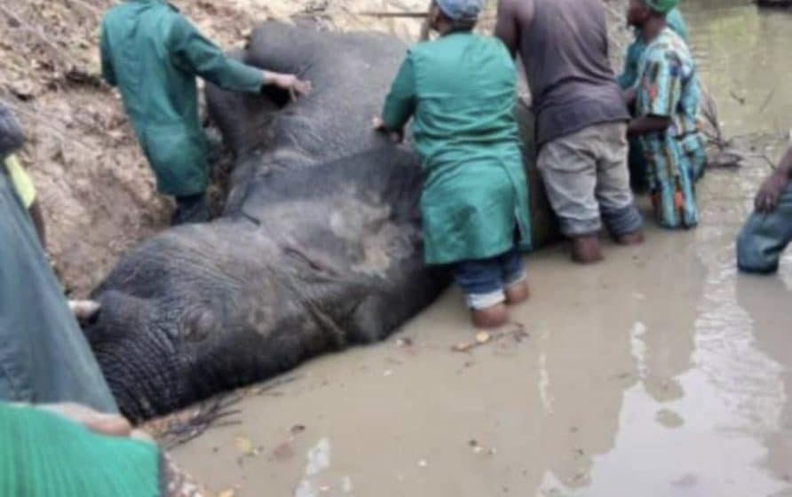 Elephant found in Oyo State dies