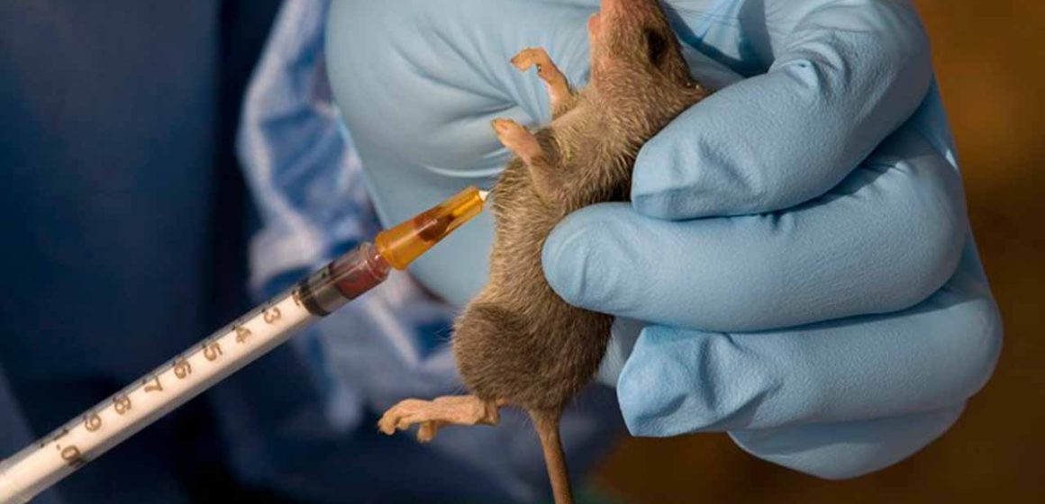 LASSA FEVER: College begins eradication of rats