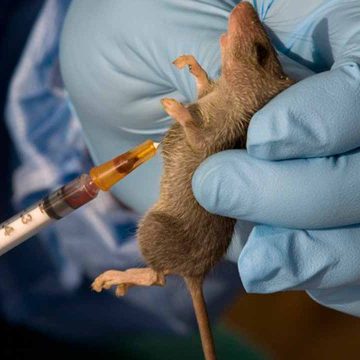 LASSA FEVER: College begins eradication of rats