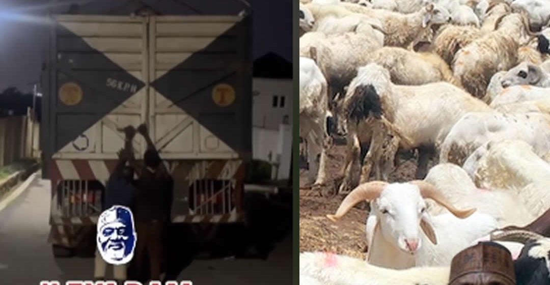 Odidiomo Upholds the Tradition of Giving: Set to Distribute 400 Rams and Bags of Rice for Sallah